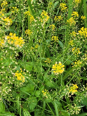 Image of Great Yellowcress
