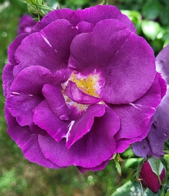 Small Image