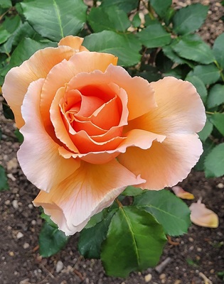Small Image