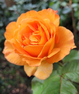 Small Image