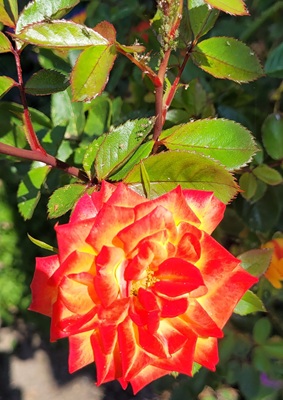 Small Image