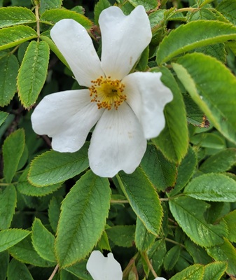 Small Image
