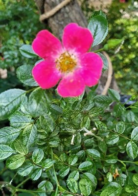 Small Image