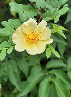 Small Image