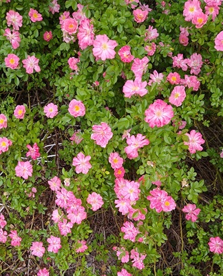 Image of Multiflora Rose