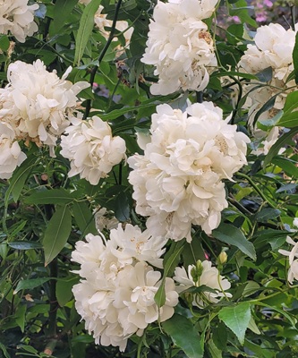Lady Banks's Rose