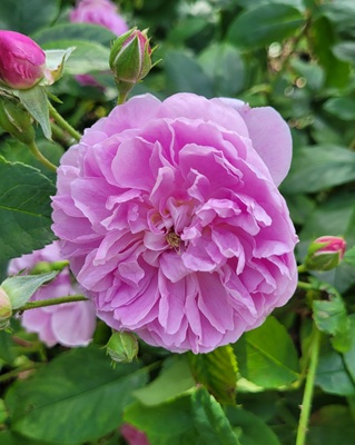 Small Image