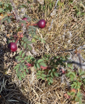 Burnet Rose