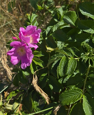Rugosa Rose