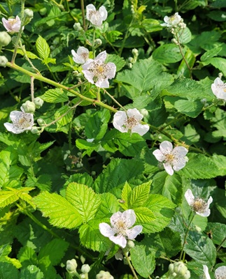 Image of Blackberry