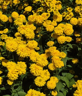 Image of Cutleaf Coneflower
