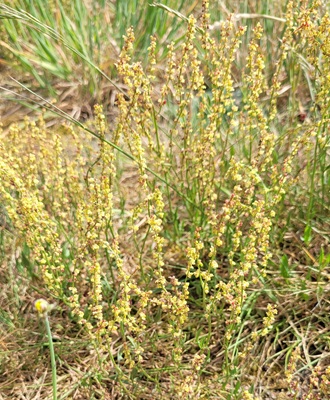Sheep's Sorrel