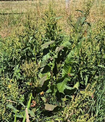 Curly Dock