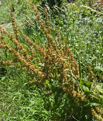 Bitter Dock