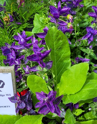 Image of Anual Clary