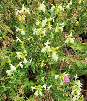 Image of Autumn Sage