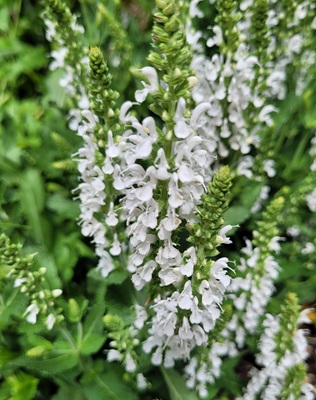 Small Image