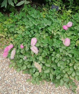 Japanese Burnet