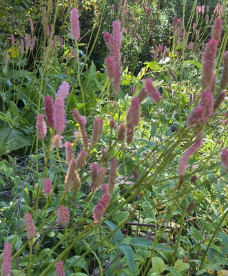 Image of Greater Burnet