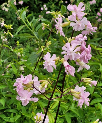 Image of Common Soapwort