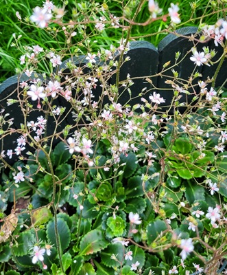 Wood Saxifragee