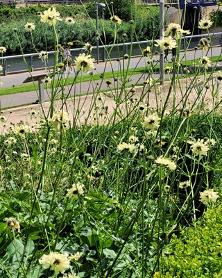 Image of Yellow Scabious
