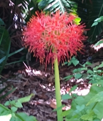 African Blood Lily