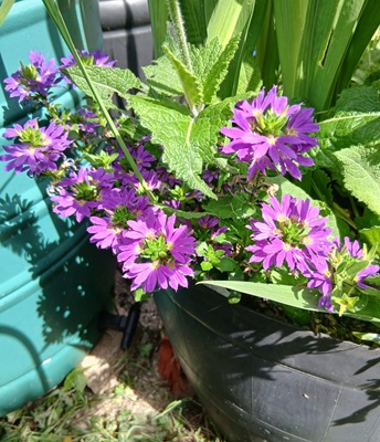 Fairy Fan-flower