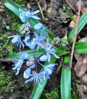 Image of Alpine Squill