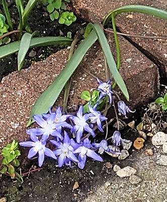 Image of Forbe's Squill