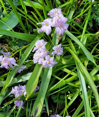 Image of Glory of the Snow