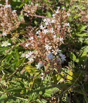White Stonecrop
