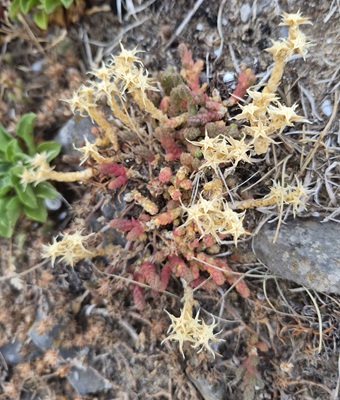 Biting Stonecrop