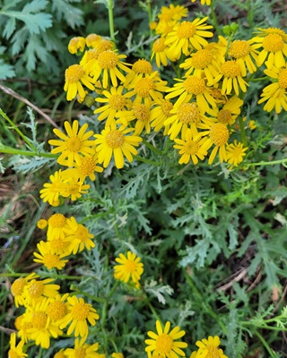 Oxford Ragwort