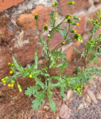 Image of Groundsel