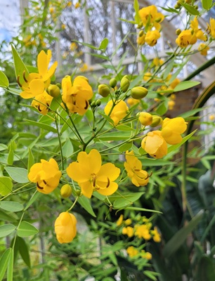 Image of Argentine Senna