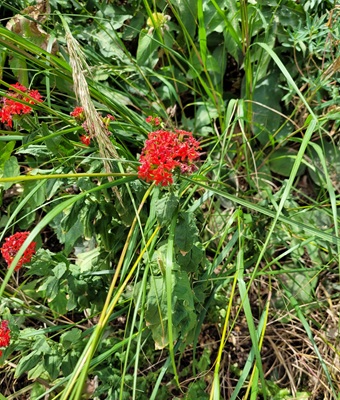 Image of Maltese-cross