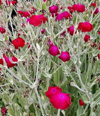 Image of Rose Campion