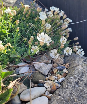 Image of Sea Campion