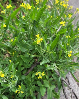 Image of Eastern Rocket