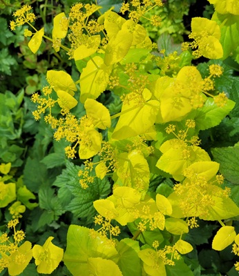 Image of Perfoliate Alexanders
