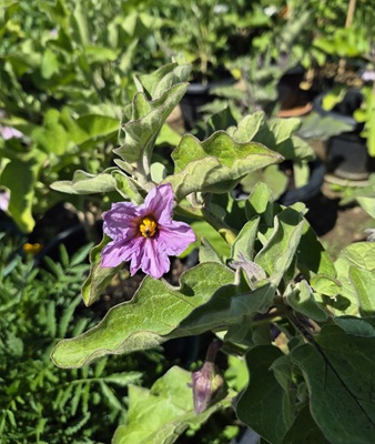 Aubergine