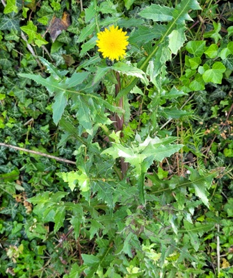 Spiny Sowthistle
