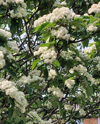 Swedish Whitebeam