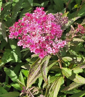 Japanese Meadowsweet