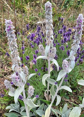 Image of Lamb's Ear