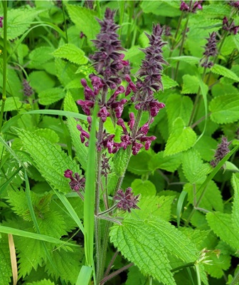 Image of Hedge woundwort