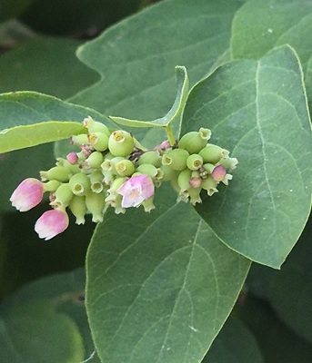 Common Snowberry