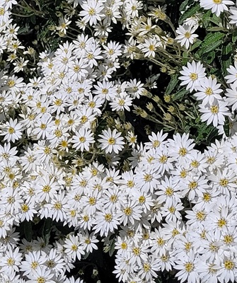 White Heath Aster