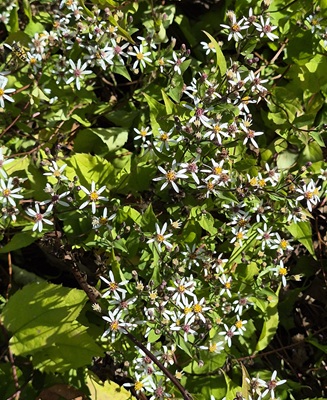 Image of Blue Wood Aster
